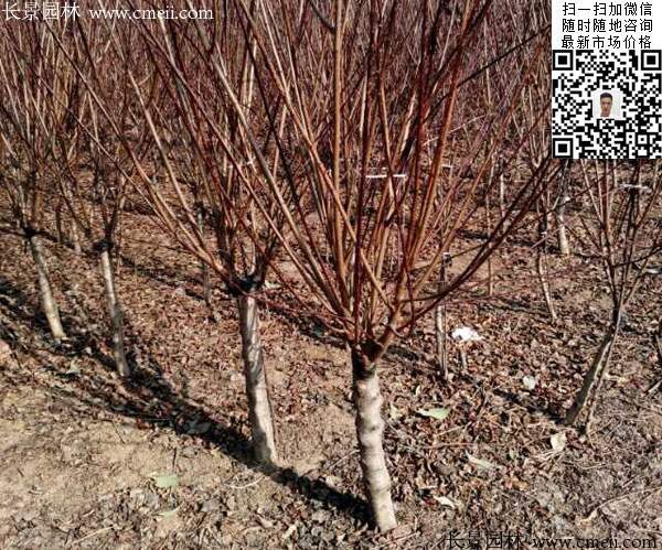 重瓣榆葉梅 重瓣榆葉梅