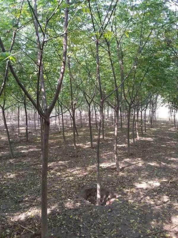 供應(yīng)胸徑6公分7公分8公分苦楝樹 供應(yīng)胸徑6公分7公分8公分苦楝樹