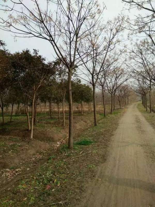 供應(yīng)胸徑14公分14公分16公分苦楝樹圖片 供應(yīng)胸徑14公分14公分16公分苦楝樹圖片