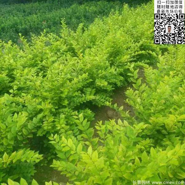 冠幅70公分80公分金葉女貞球圖片 冠幅70公分80公分金葉女貞球圖片