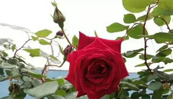 御用馬車(Etoile de Hollande，Climbing)