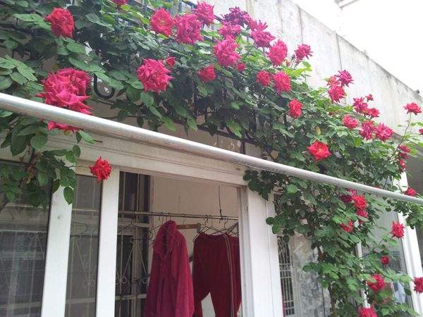 ‘御用馬車(chē)’(Etoile de Hollande，Climbing)