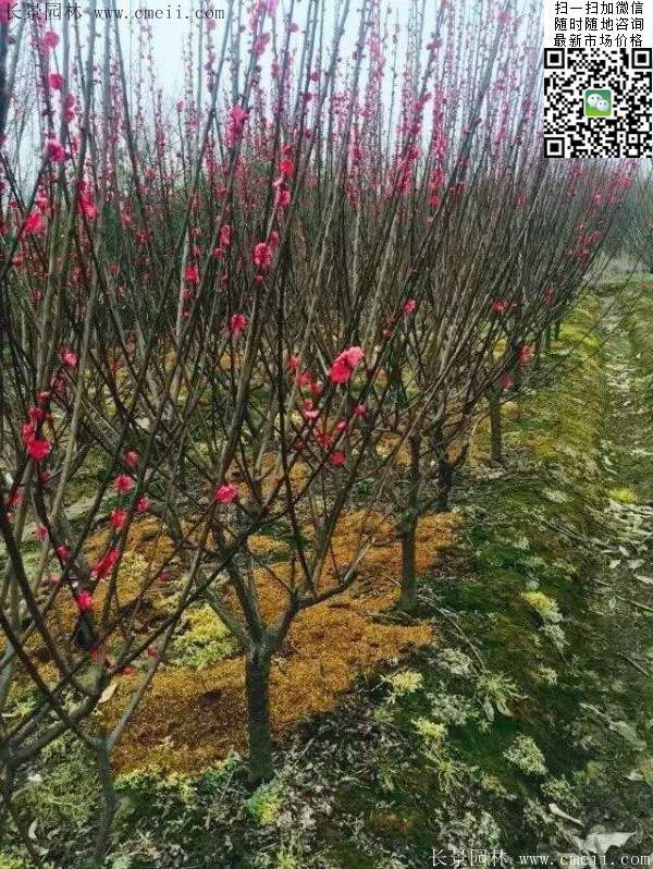 國(guó)內(nèi)數(shù)一數(shù)二紅梅花產(chǎn)地，你知道幾個(gè)