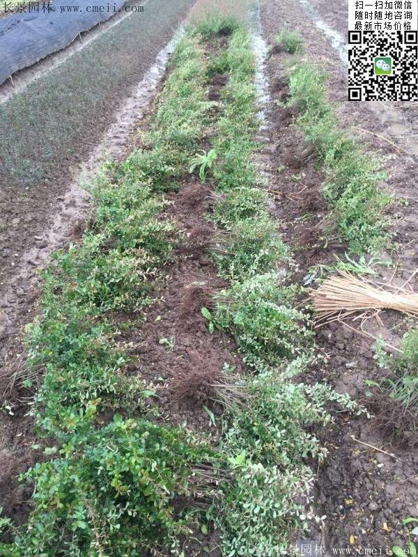 火棘--長景園林 火棘--長景園林