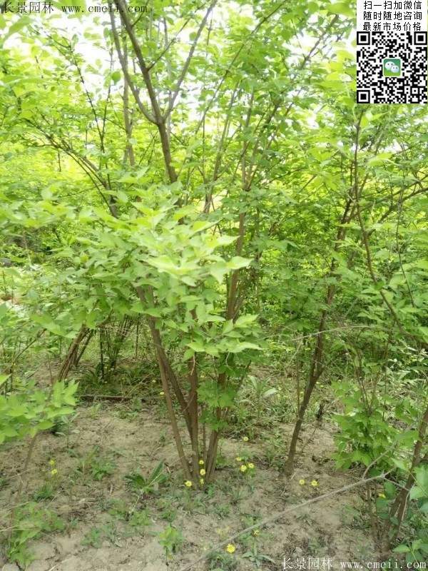 金銀木只要看一眼就迷上了，不信你就看看