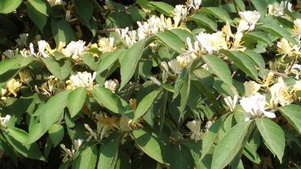 金銀木只要看一眼就迷上了，不信你就看看