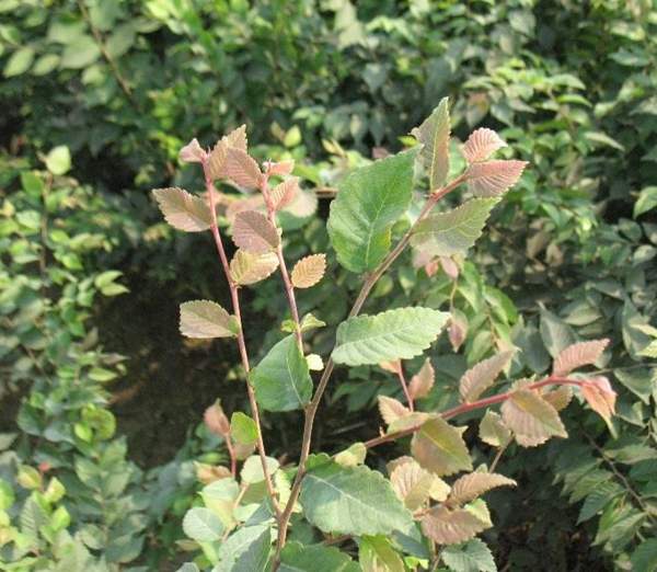 紅櫸樹(shù) 紅櫸樹(shù)