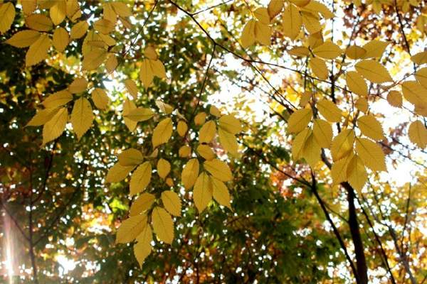 紅櫸樹(shù) 紅櫸樹(shù)