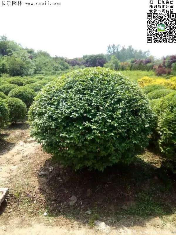 小葉女貞球--長(zhǎng)景園林 小葉女貞球--長(zhǎng)景園林