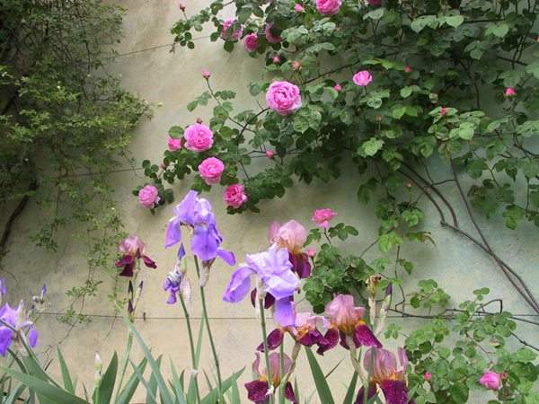 藤本月季花語是什么？