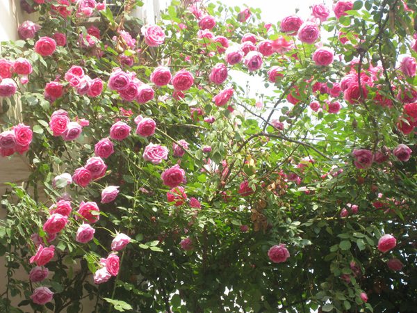 藤本月季花語是什么？