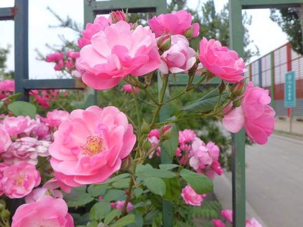 藤本月季花語是什么？