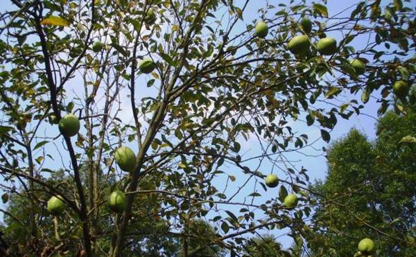 低價木瓜樹 低價木瓜樹