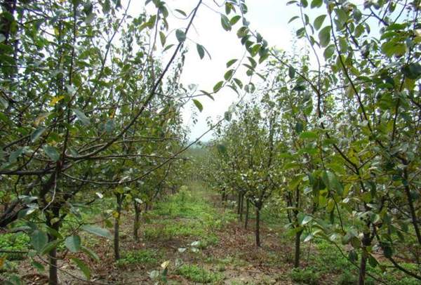 木瓜樹綠化、經(jīng)濟(jì)價(jià)值