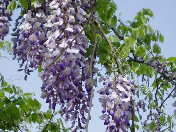 紫藤花、葉