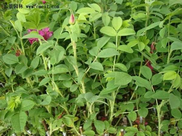 物美價(jià)廉的食用玫瑰在哪買(mǎi)？