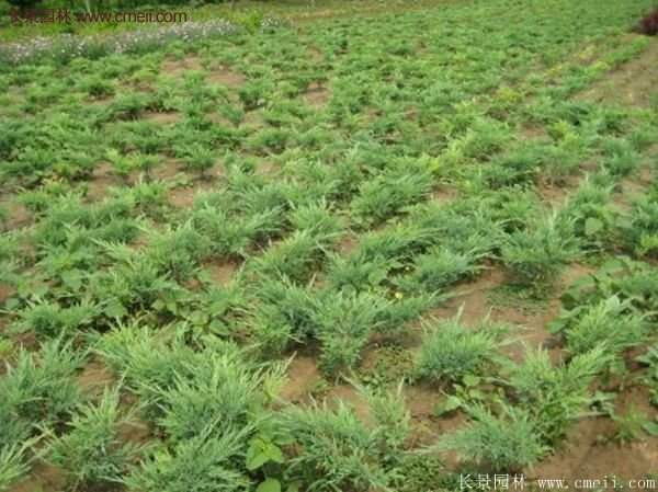 沭陽(yáng)沙地柏基地 沭陽(yáng)沙地柏基地