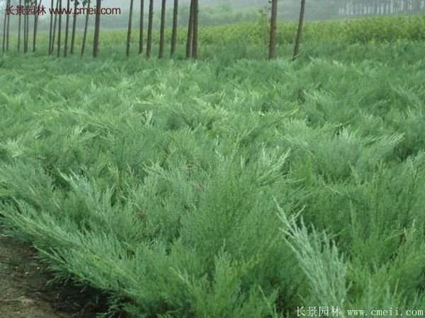 沭陽(yáng)沙地柏基地 沭陽(yáng)沙地柏基地