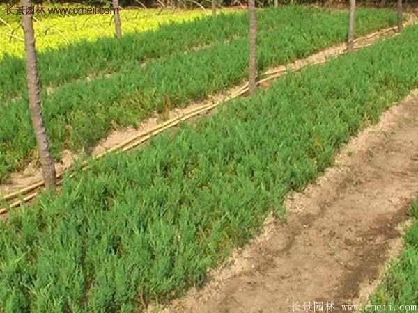 沭陽(yáng)沙地柏 沭陽(yáng)沙地柏