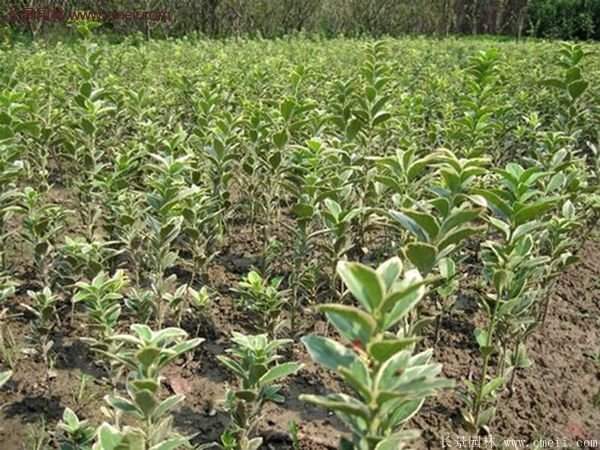 沭陽(yáng)35-50公分的金邊黃楊 沭陽(yáng)35-50公分的金邊黃楊