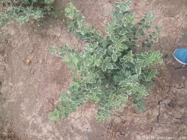 沭陽(yáng)35-50公分的金邊黃楊 沭陽(yáng)35-50公分的金邊黃楊