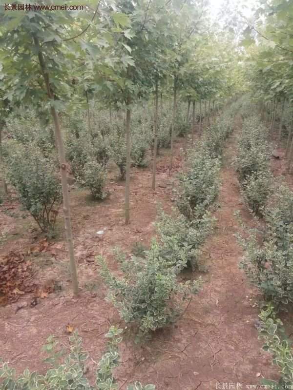 沭陽(yáng)35-50公分的金邊黃楊 沭陽(yáng)35-50公分的金邊黃楊