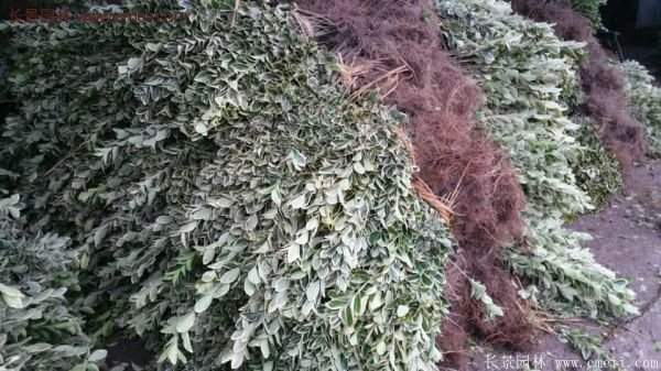 沭陽(yáng)35-50公分的金邊黃楊 沭陽(yáng)35-50公分的金邊黃楊