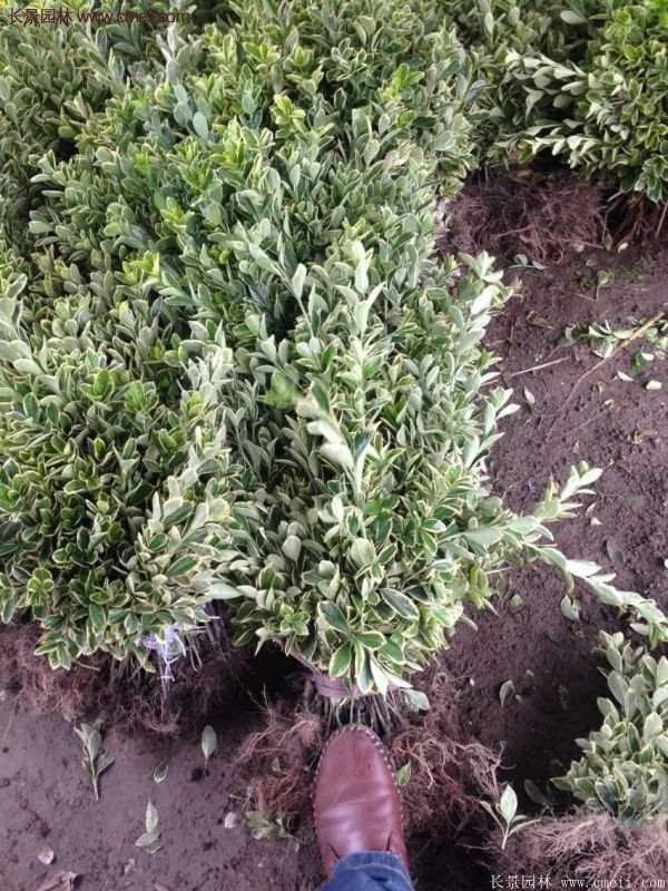 沭陽(yáng)35-50公分的金邊黃楊 沭陽(yáng)35-50公分的金邊黃楊