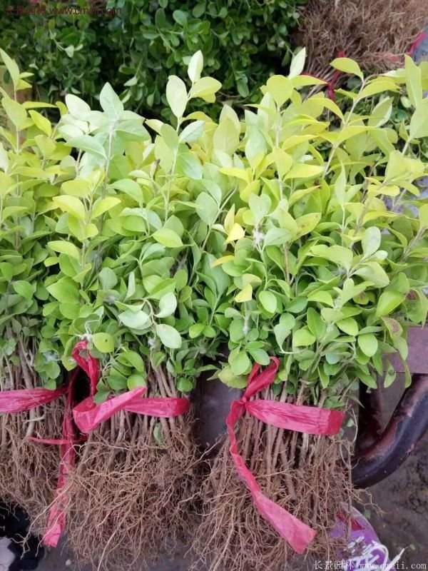 沭陽金葉女貞基地 沭陽金葉女貞基地