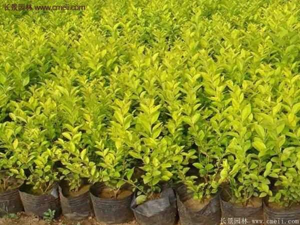 選購金葉女貞苗 選購金葉女貞苗