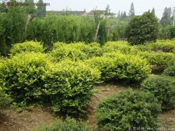 金葉女貞基地 金葉女貞基地