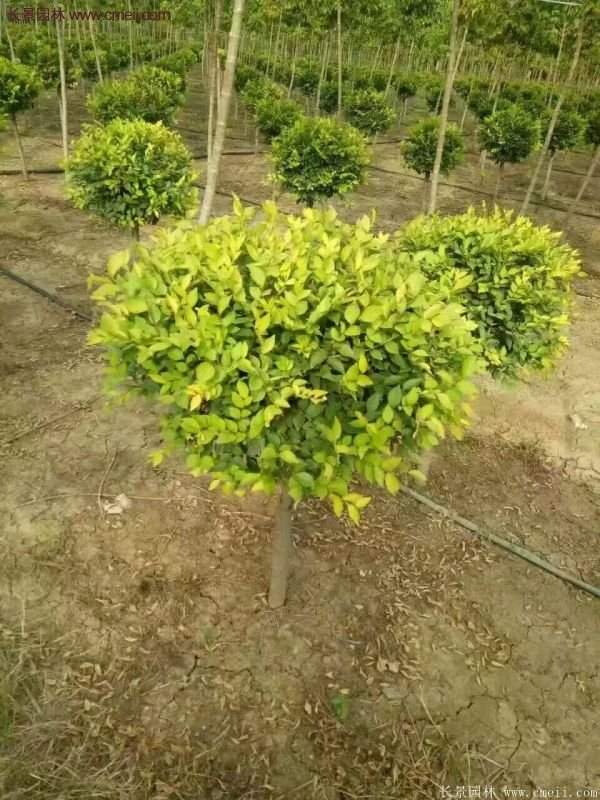 金葉女貞市場價格 金葉女貞市場價格