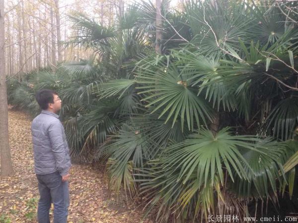 棕櫚苗木-沭陽長(zhǎng)景園林 棕櫚苗木-沭陽長(zhǎng)景園林