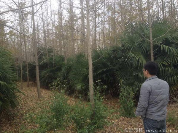 棕櫚苗木-沭陽長(zhǎng)景園林 棕櫚苗木-沭陽長(zhǎng)景園林