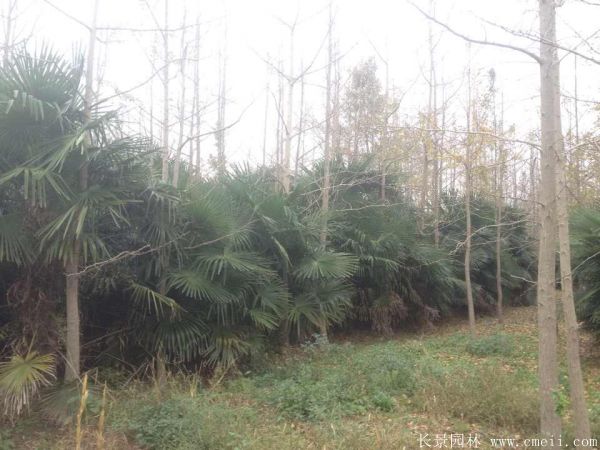 棕櫚苗木-沭陽長(zhǎng)景園林 棕櫚苗木-沭陽長(zhǎng)景園林