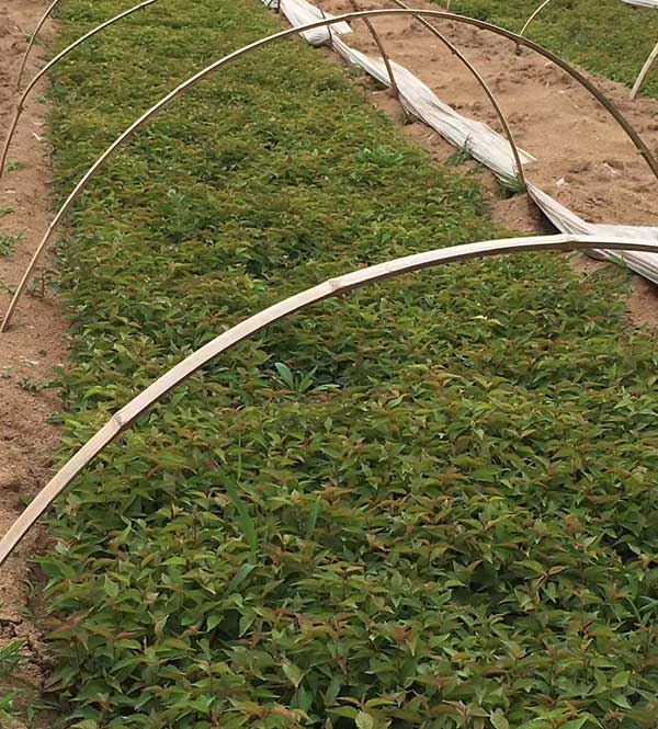 櫻桃種子發(fā)芽出苗圖片