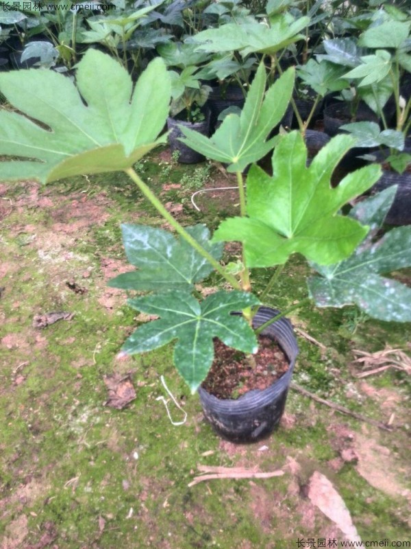 八角金盤(pán)種子發(fā)芽出苗圖片