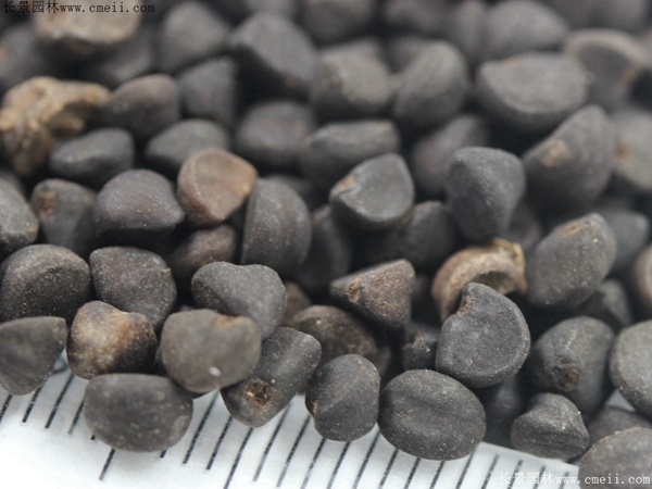 牽?；ǚN子圖片