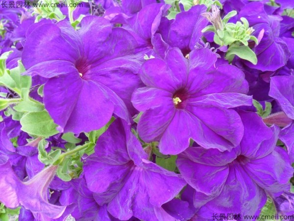 牽?；ǚN子發(fā)芽出苗開花圖片