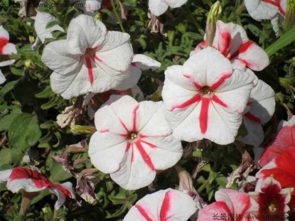 牽?；ǚN子發(fā)芽出苗開花圖片