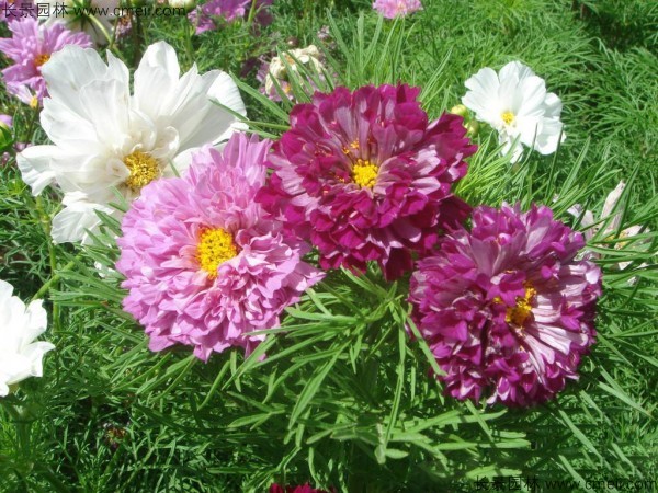 格?；ǚN子發(fā)芽出苗開花圖片